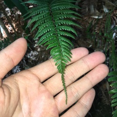 Athyrium drepanopteron