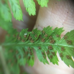 Athyrium drepanopteron
