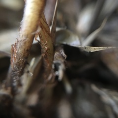 Athyrium drepanopteron