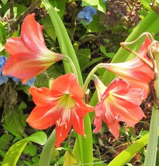 Hippeastrum hybridum