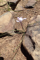 Syringodea longituba