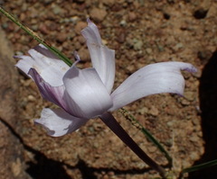Syringodea longituba