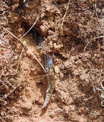 Eryx whitakeri
