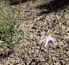 Syringodea longituba