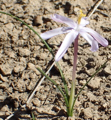 Syringodea longituba
