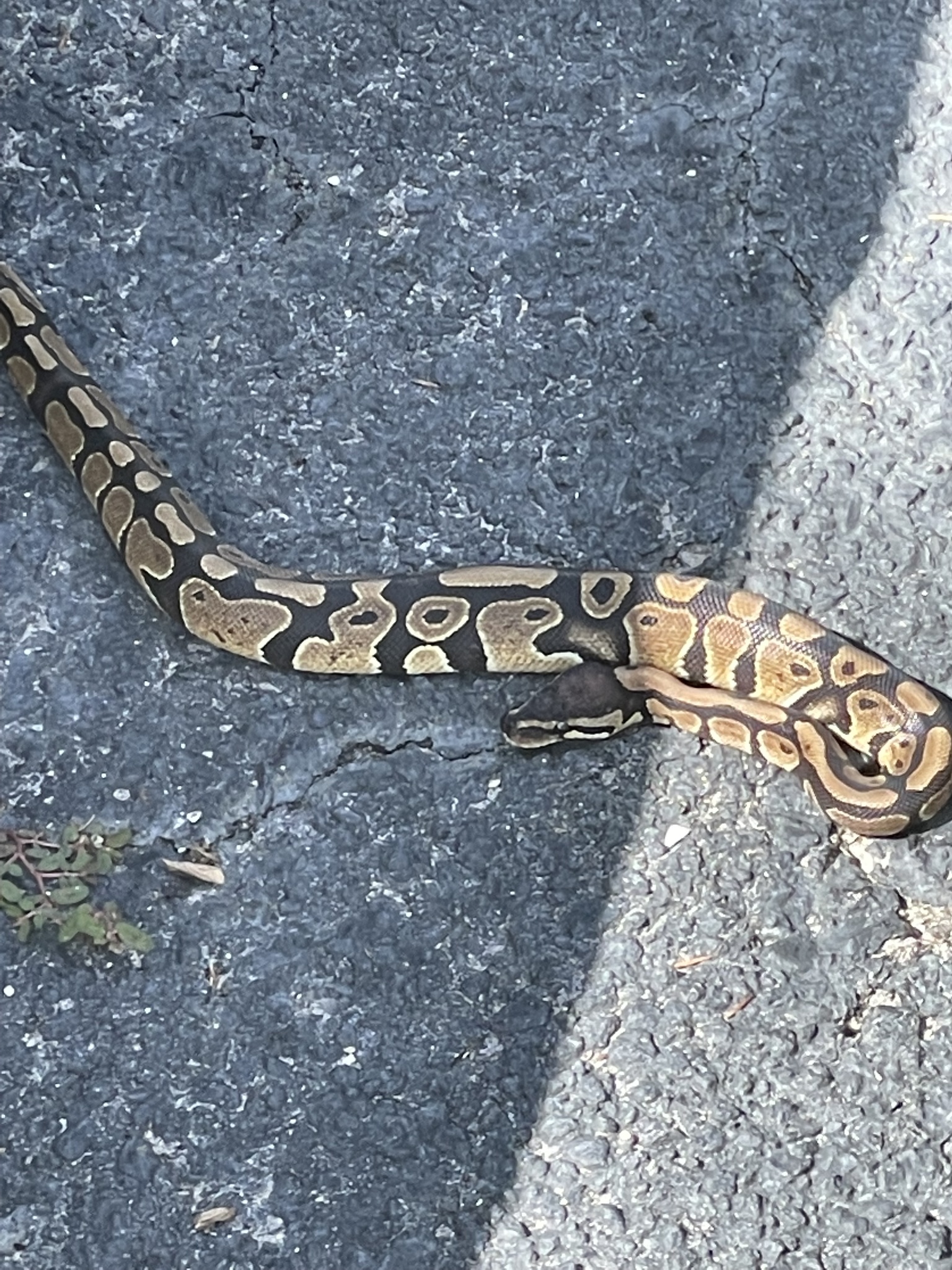 Python regius