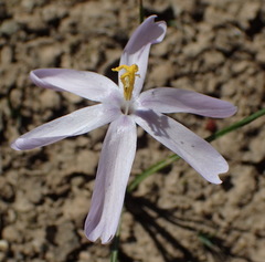 Syringodea longituba