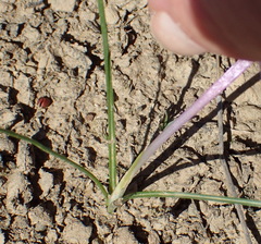 Syringodea longituba