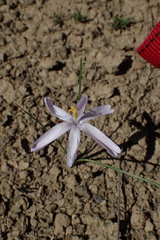 Syringodea longituba