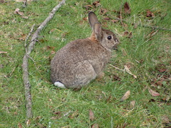 Oryctolagus cuniculus