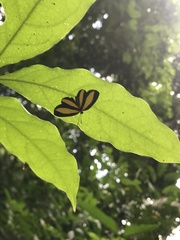 Mesenopsis melanochlora