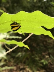 Mesenopsis melanochlora