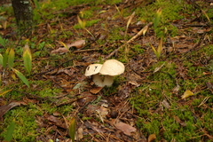 Suillus variegatus