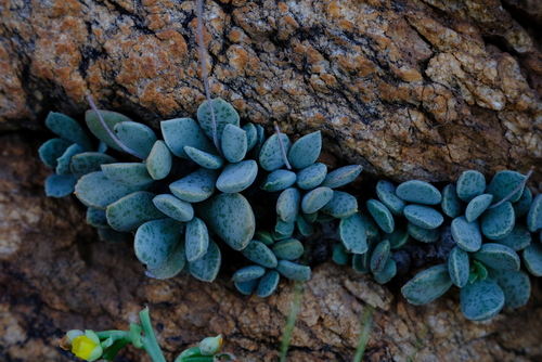 Adromischus schuldtianus subsp. juttae image