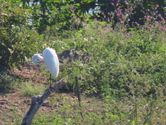 Ardea alba