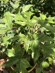 Vasconcellea × pentagona