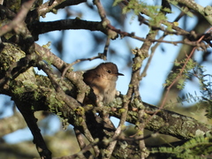 Synallaxis albescens