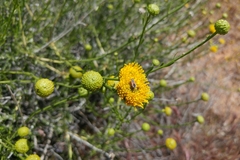 Eastwoodia elegans
