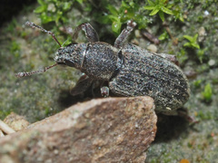 Sitona humeralis