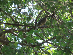 Melanerpes chrysogenys