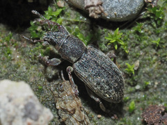 Sitona humeralis