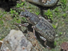 Sitona humeralis