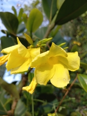 Pentalinon luteum