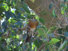 Turdus rufopalliatus