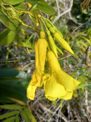 Pentalinon luteum