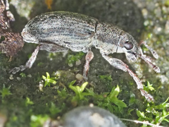 Sitona humeralis