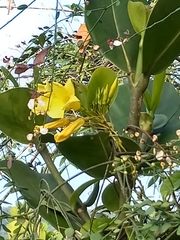 Pentalinon luteum