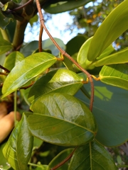 Pentalinon luteum