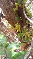 Bifalcula