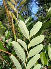 Simarouba