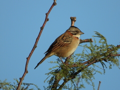 Zonotrichia capensis