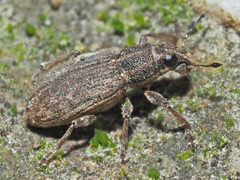 Sitona humeralis