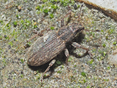 Sitona humeralis