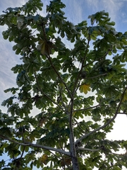 Cecropia schreberiana