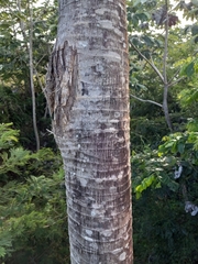 Cecropia schreberiana