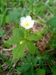 Anemonastrum baicalense