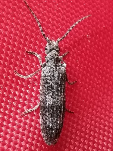 Priacma bleach beetle photo 3