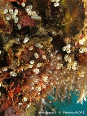 Ecteinascidia bandaensis