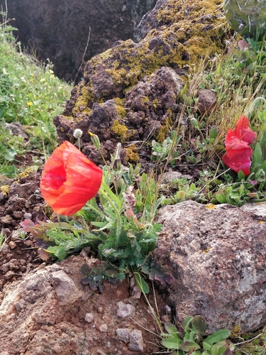 Papaver rhoeas image