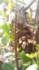 Bulbophyllum trifarium