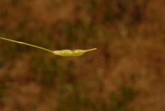 Leavenworthia