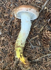 Gomphidius maculatus