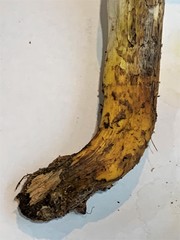 Gomphidius maculatus