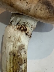 Gomphidius maculatus