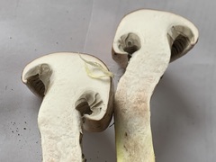 Gomphidius maculatus