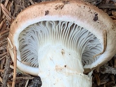 Gomphidius maculatus